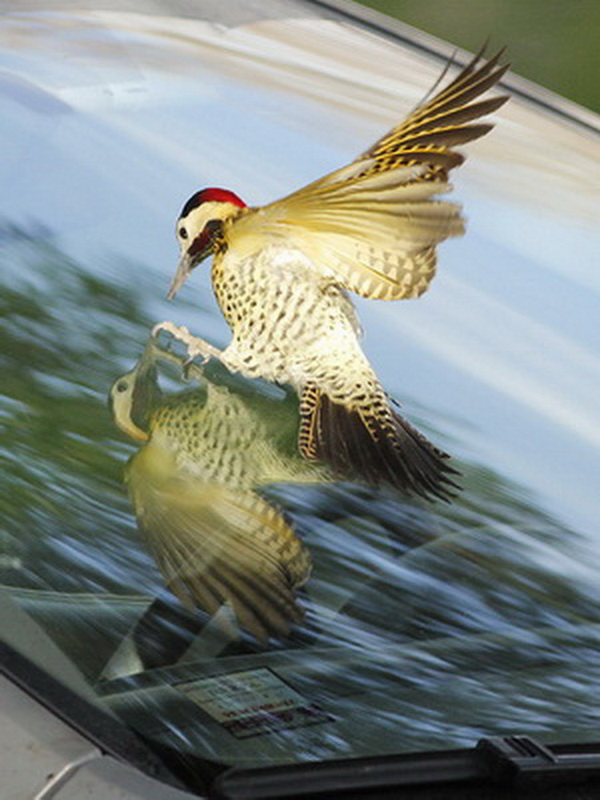 The green-barred woodpecker and the windscreen