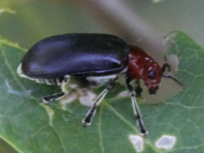 Leaf beetle/Cacoscelis nigripennis