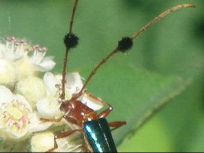 Long-horned beetle/Paromoeocerus barbicornis