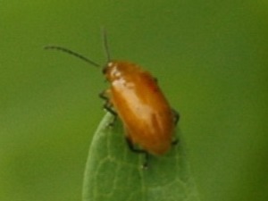 Flea beetle/Parchicola sp.