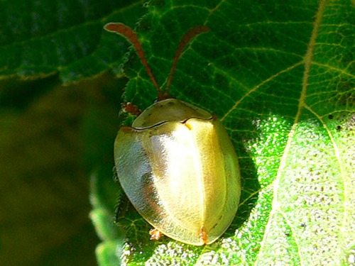 Tortoise beetle/Paraselenis sp.