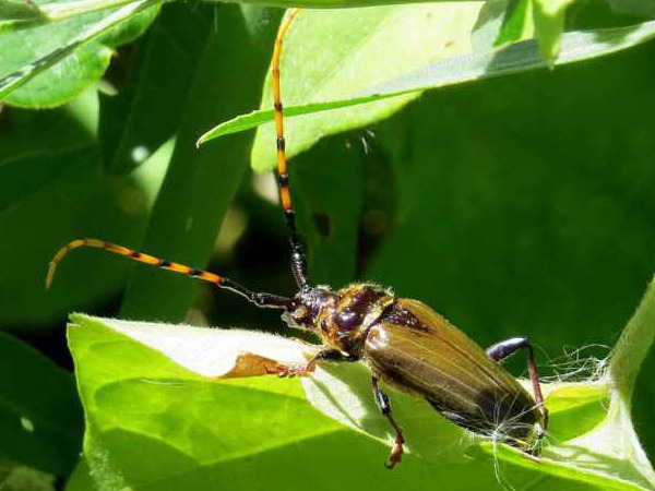 Long-horned beetle/Retrachydes thoracicus