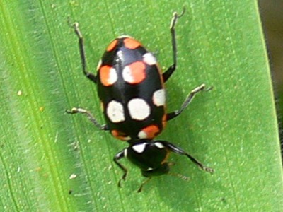 Lady beetle/Eriopis connexa