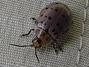 Flea beetle/Alagoasa vigintiseptemmaculata