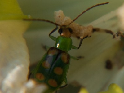 Cucurbit beetle/Diabrotica speciosa