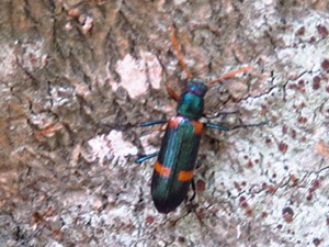 Darkling beetle/Strongylium decoratum