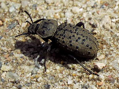 Darkling beetle/Scotobius pilularius