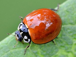 Lady beetle/Cycloneda sanguinea