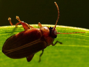 Marsh beetles - Family Scirtidae