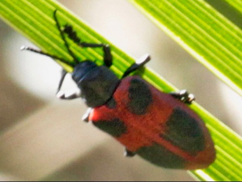 Leaf beetle/Coraliomela quadrimaculata