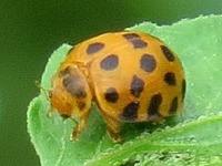 Lady beetle/henosepilachna vigintioctopunctata