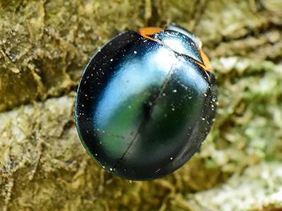 Metallic blue lady beetle/Curinus coeruleus