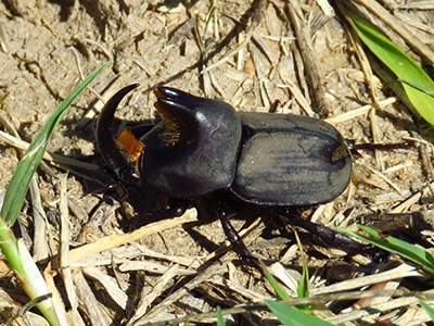 Rhino beetle/Diloboderus abderus