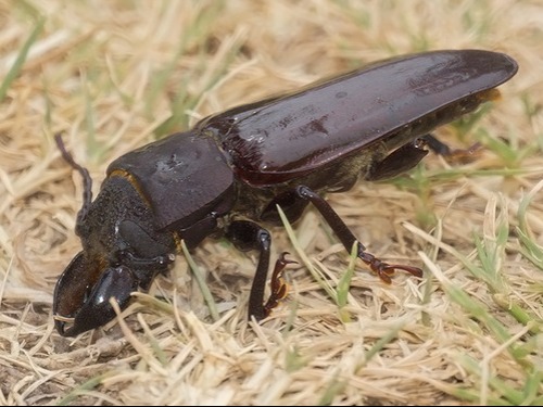 Long-horned beetle/Mallodon spinibarbis