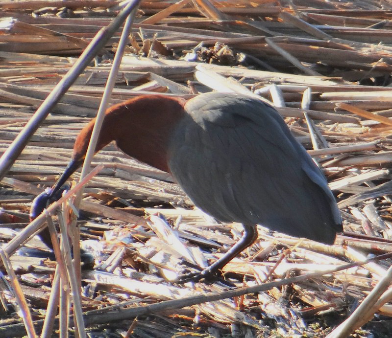 Rufescent Tiger-Heron eating an Helicops?