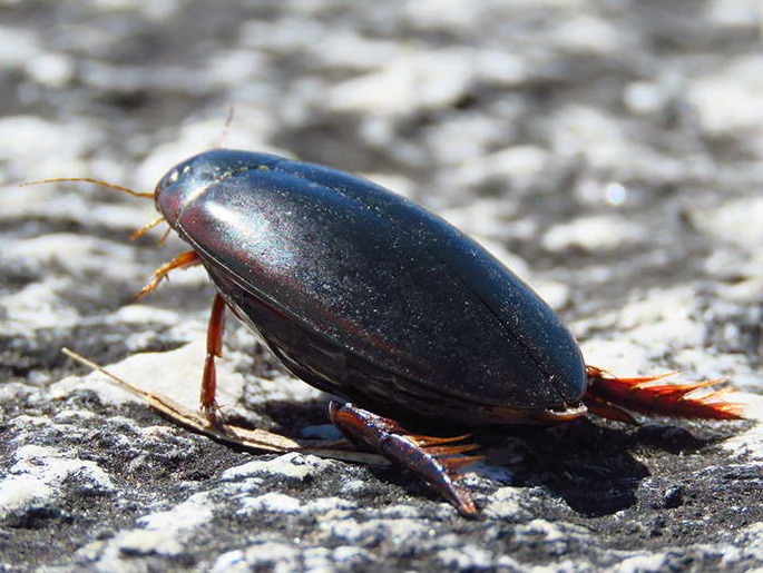 Large diving beetle/Megadytes giganteus