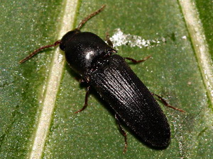 False click beetles - Family Eucnemidae