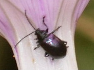 Leaf beetle/Microhaltica transversa