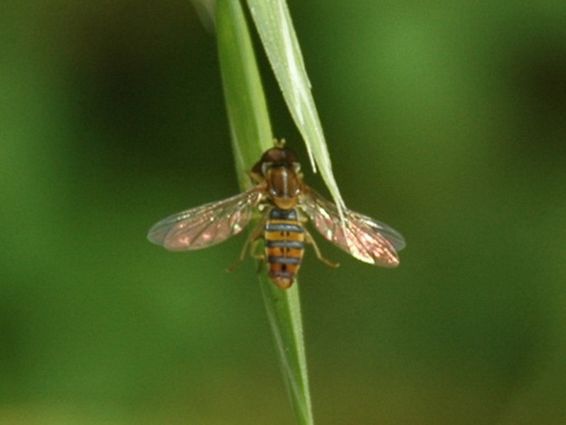 Toxomerus politus flia syrphidae fam
