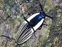 Click beetle/Chalcolepidius limbatus