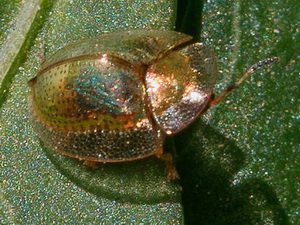 Golden tortoise beetle/Charidotella sexpunctata