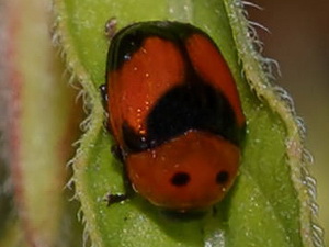 Leaf beetle/Lexiphanes coenobita