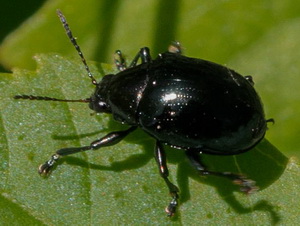 Leaf beetle/Typophorus nigritus