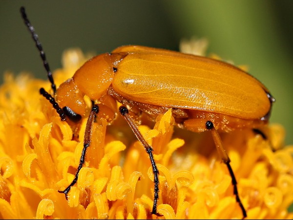 Blister beetle/Nemognatha nigrotarsata