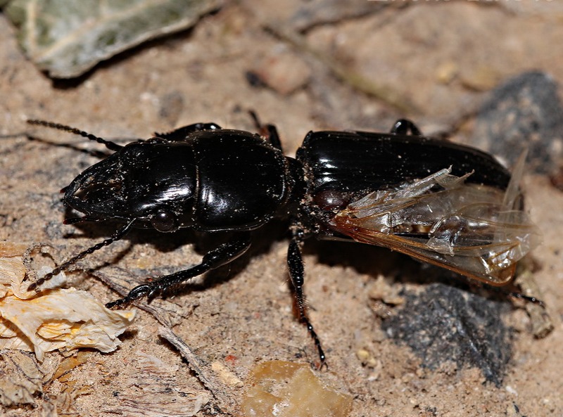 Ground beetle/Scarites anthracinus