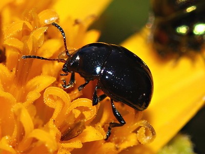 Leaf beetle/Spintherophyta sp.