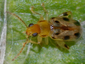 Flea beetle/Systena novemmaculata