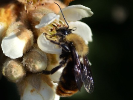 Bumblebee/Bombus bellicosus