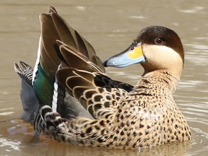 Silver teal