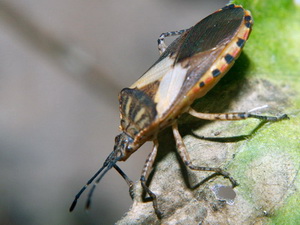 Leaf-footed bug/Acidomeria cincticornis