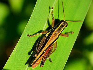 Spur-throated grasshopper/Ronderosia bergii
