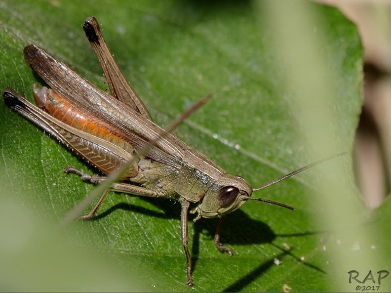 Slant-faced grasshopper/Amblytropidia australis