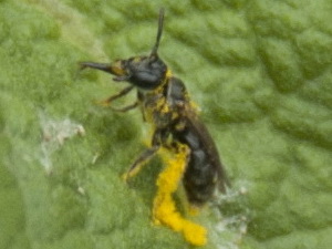 Minig bees - Family Andrenidae