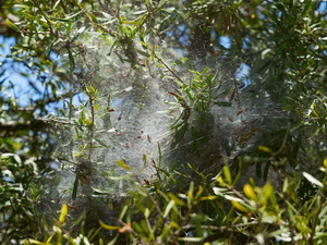 Social cobweb spider/Anelosimus sp.
