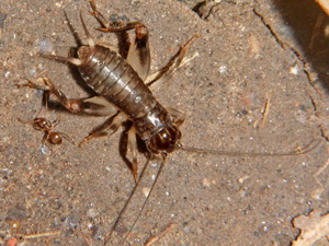 Subterranean cricket/Anurogryllus sp.