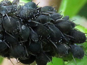 Black bean aphid/Aphis phabae