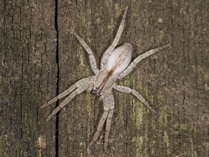 Ghost spider/Arachosia praesignis