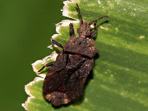 Flat bugs - Family Aradidae