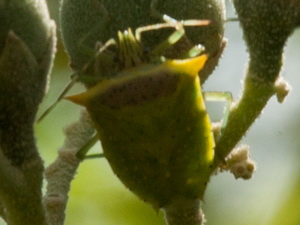 Chinche verde/Arvelius albopunctatus