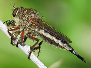 Robber fly/Efferia (s.l.) sp.