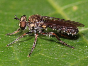Robber fly/Atoniomyia sp.