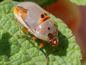 Shield-backed bug/Augocoris illustris