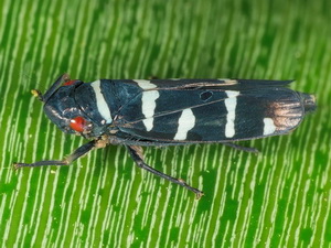 Leafhopper/Balacha melanocephala