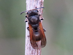 Paper wasp/Brachygastra lecheguana