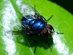 Blow flies - Family Calliphoridae