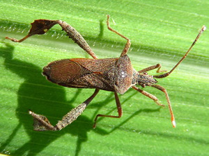 Leaf-footed bug/Leptoglossus sp.